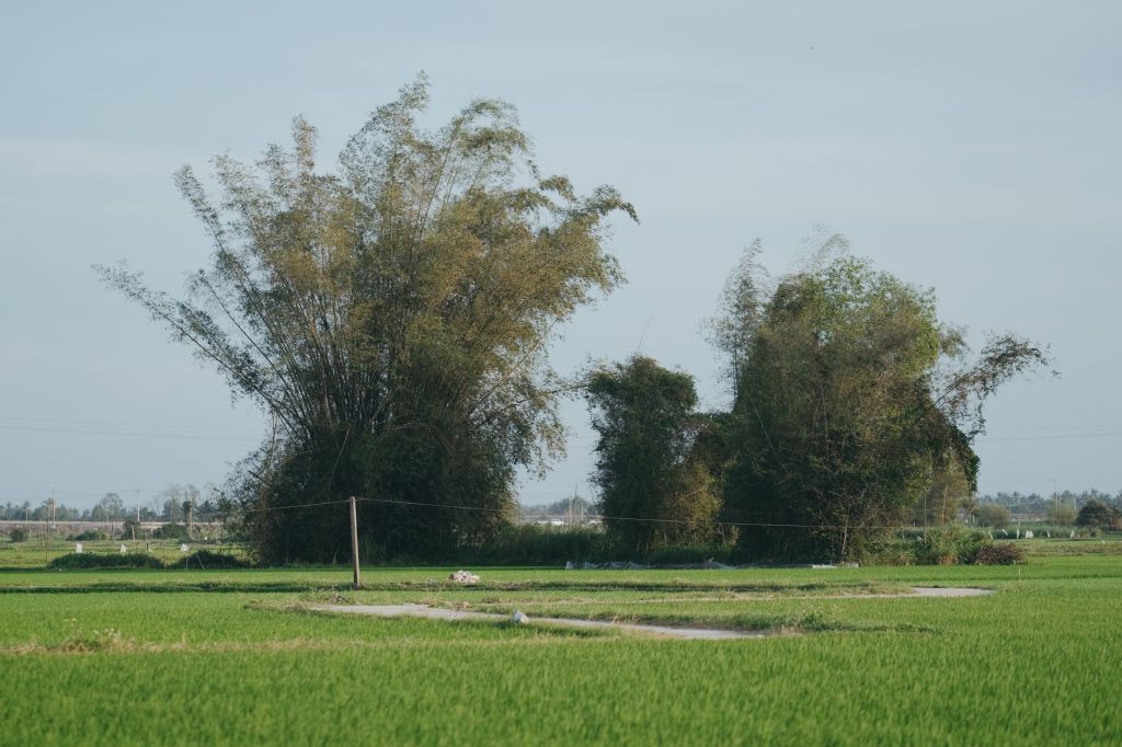 Les 8 Principaux Usages du Bambou en Agriculture&nbsp;Durable