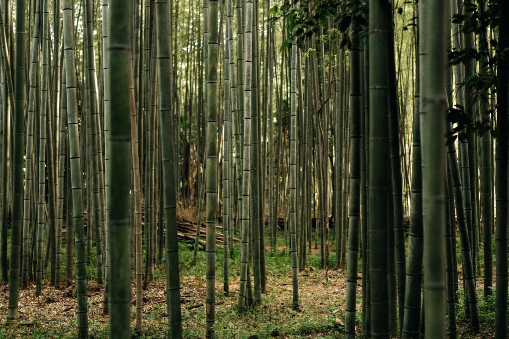 Les Critères pour Bien Choisir un Producteur de&nbsp;Bambou