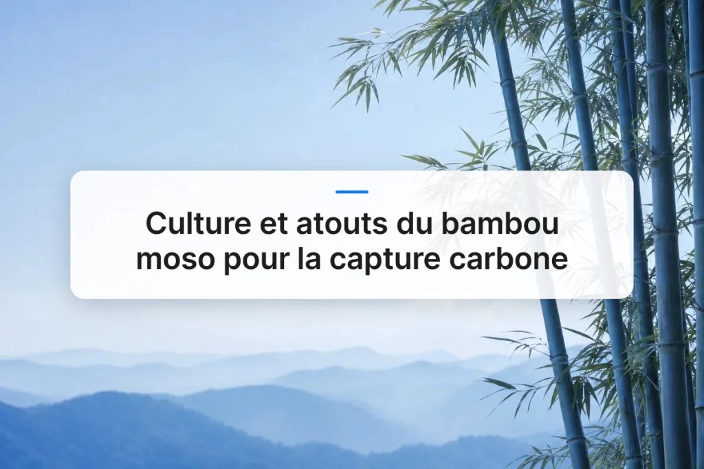 Culture et atouts du bambou moso pour la capture&nbsp;carbone