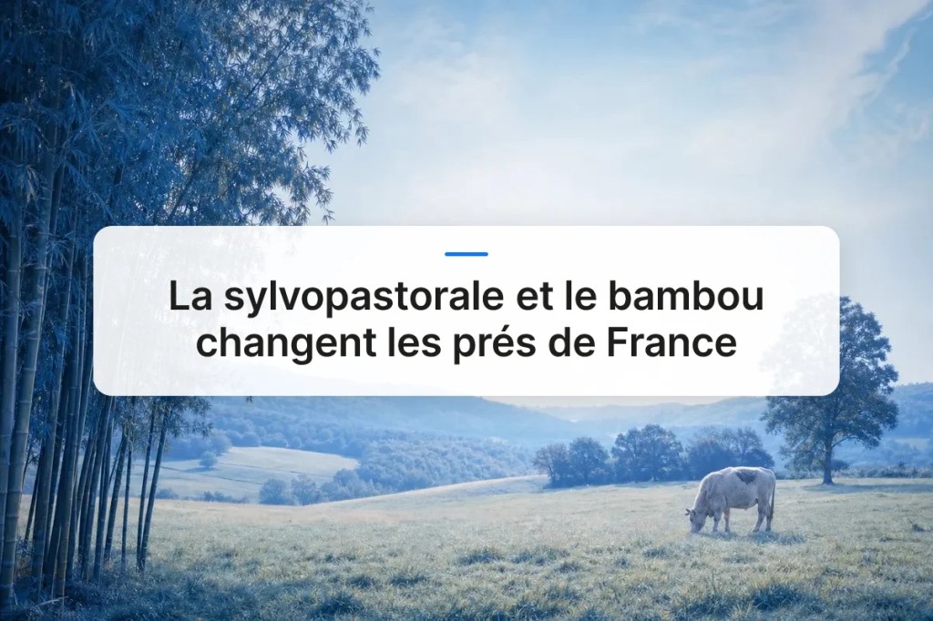 Comment réussir la sylvopastorale bambou France en&nbsp;pratique