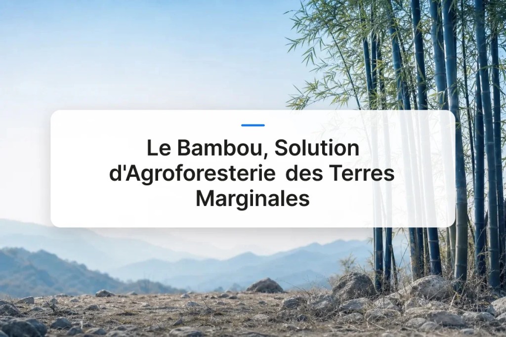 Le Bambou, Solution d&rsquo;Agroforesterie des Terres&nbsp;Marginales