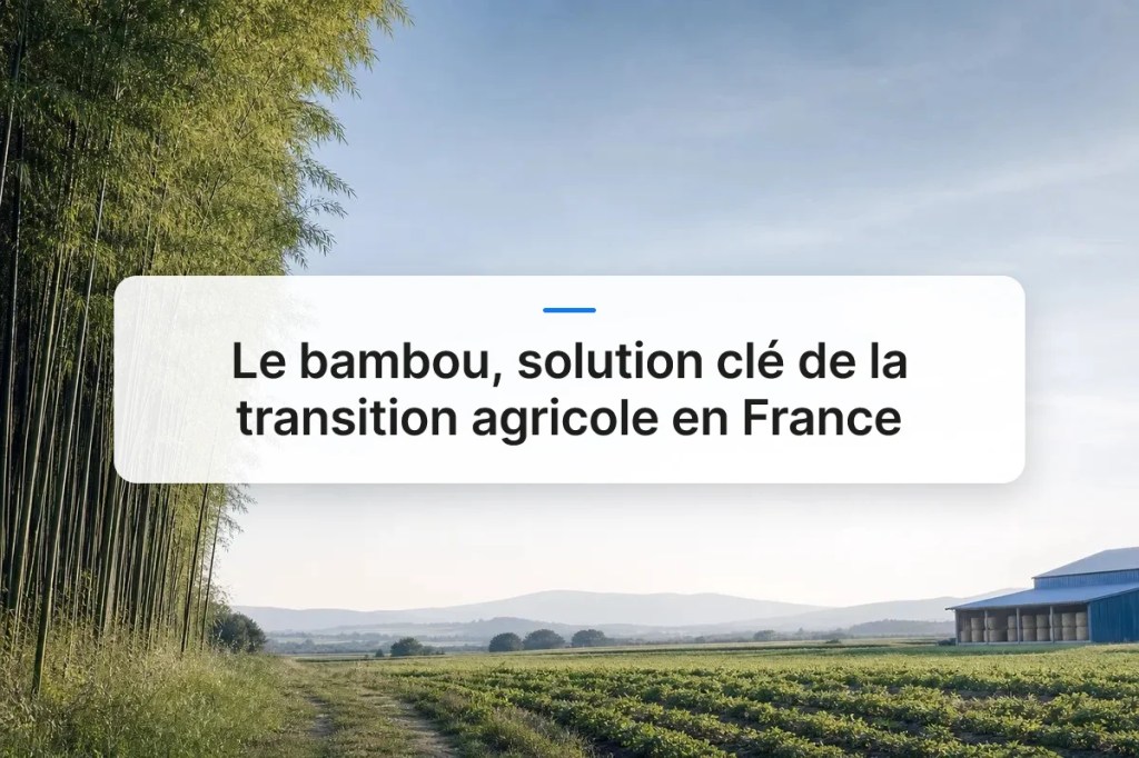 Le bambou, solution clé de la transition agricole en&nbsp;France