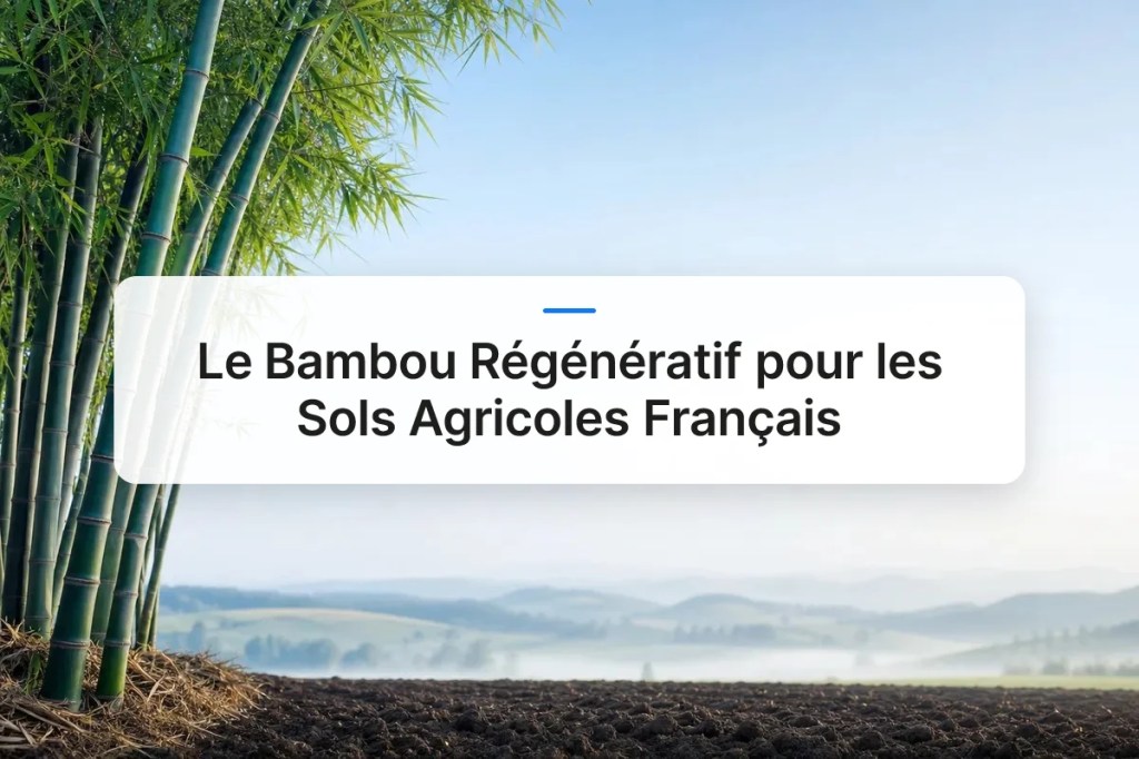 Le Bambou Régénératif pour les Sols Agricoles&nbsp;Français