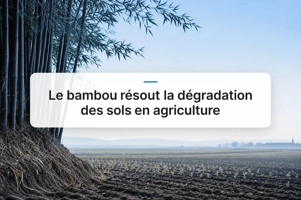Le bambou résout la dégradation des sols en&nbsp;agriculture